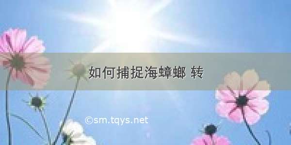 如何捕捉海蟑螂 转