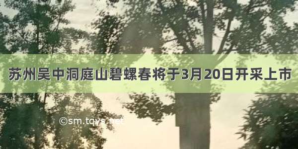 苏州吴中洞庭山碧螺春将于3月20日开采上市