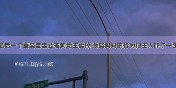 最后一个藏獒宝宝要被狗场主卖掉 藏獒妈妈的行为把主人吓了一跳