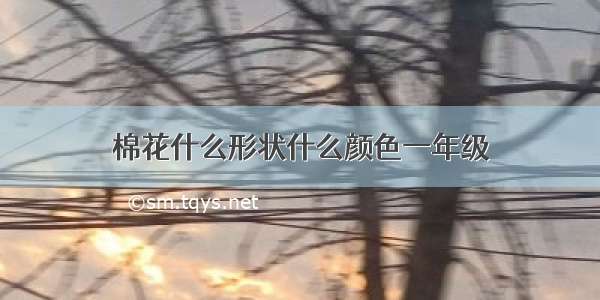 棉花什么形状什么颜色一年级