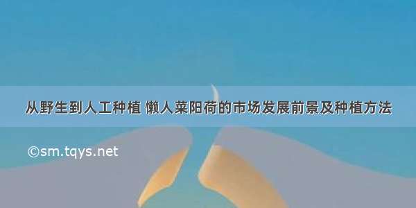 从野生到人工种植 懒人菜阳荷的市场发展前景及种植方法