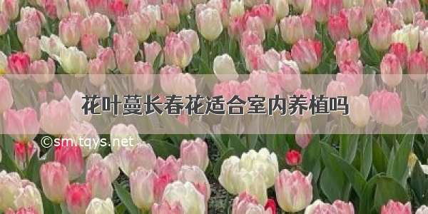 花叶蔓长春花适合室内养植吗