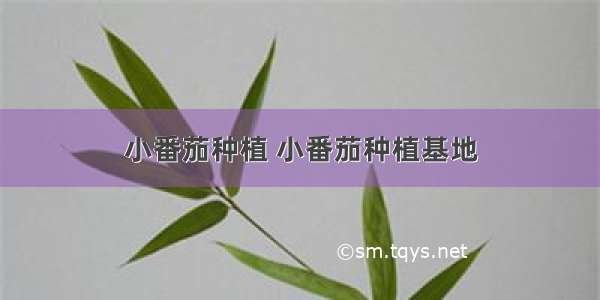 小番茄种植 小番茄种植基地