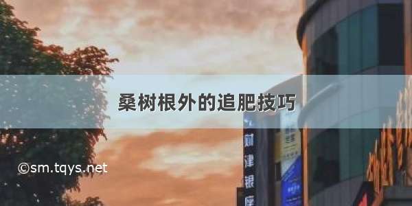 桑树根外的追肥技巧