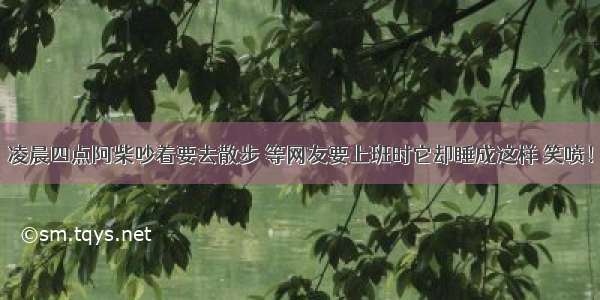 凌晨四点阿柴吵着要去散步 等网友要上班时它却睡成这样 笑喷！