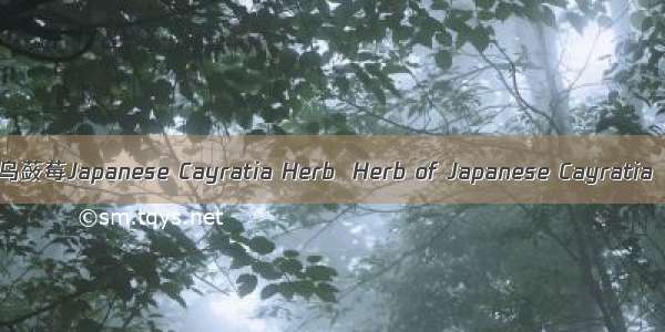 乌蔹莓Japanese Cayratia Herb  Herb of Japanese Cayratia