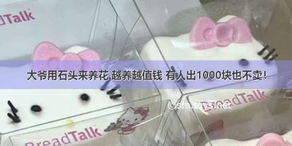 大爷用石头来养花 越养越值钱 有人出1000块也不卖！