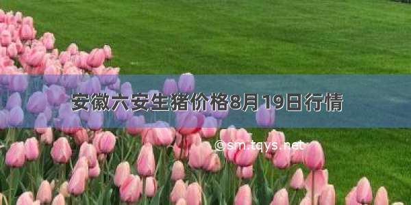 安徽六安生猪价格8月19日行情