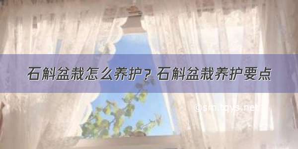 石斛盆栽怎么养护？石斛盆栽养护要点