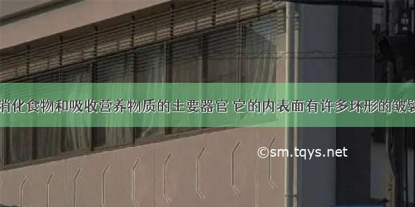 小肠是人体消化食物和吸收营养物质的主要器官 它的内表面有许多环形的皱襞和小肠绒毛