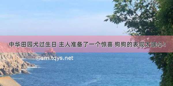 中华田园犬过生日 主人准备了一个惊喜 狗狗的表现太暖心！