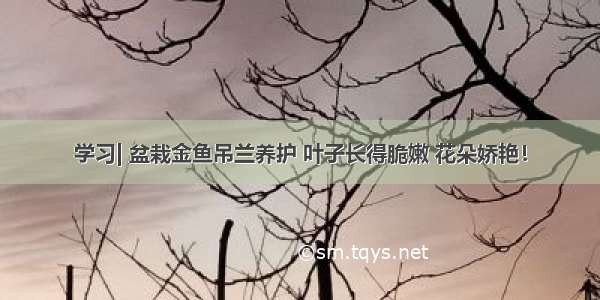 学习| 盆栽金鱼吊兰养护 叶子长得脆嫩 花朵娇艳！