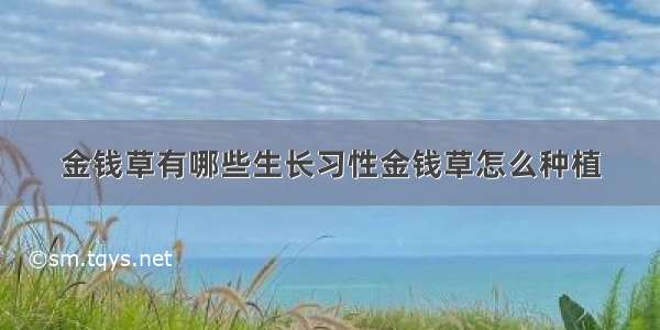 金钱草有哪些生长习性金钱草怎么种植