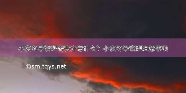 小麦冬季管理需要注意什么？小麦冬季管理注意事项