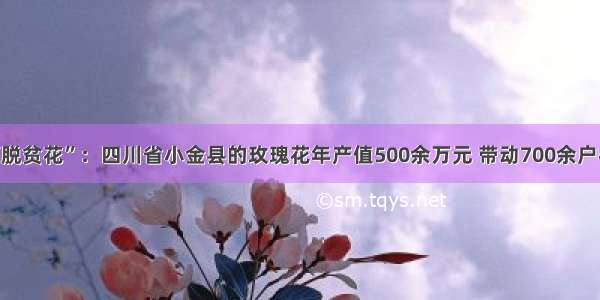 高原种出“脱贫花”：四川省小金县的玫瑰花年产值500余万元 带动700余户村民脱了贫