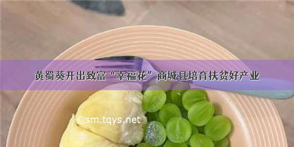 黄蜀葵开出致富“幸福花”商城县培育扶贫好产业