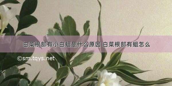 白菜根部有小白蛆是什么原因 白菜根部有蛆怎么