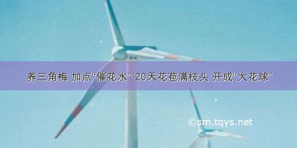 养三角梅 加点“催花水” 20天花苞满枝头 开成“大花球”