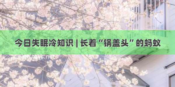 今日失眠冷知识 | 长着“锅盖头”的蚂蚁