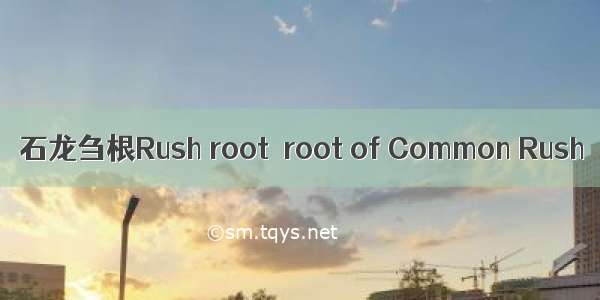 石龙刍根Rush root  root of Common Rush