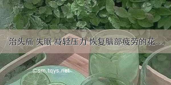 治头痛 失眠 减轻压力 恢复脑部疲劳的花...