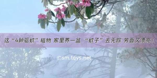 这“4种驱蚊”植物 家里养一盆 “蚊子”去无踪 芳香又漂亮！