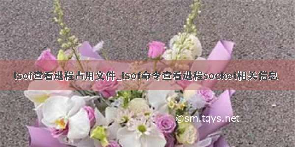 lsof查看进程占用文件_lsof命令查看进程socket相关信息