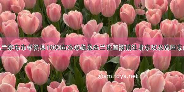 内蒙古乌兰察布市卓资县1600亩冷凉蔬菜西兰花直接销往北京以及韩国东南亚等地