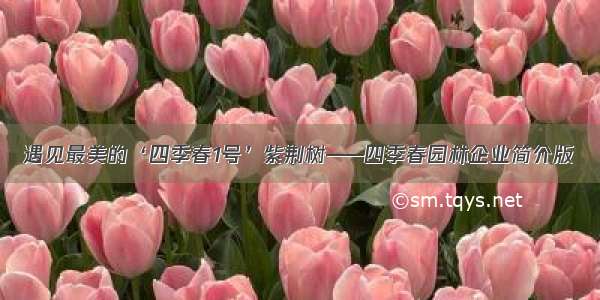 遇见最美的‘四季春1号’紫荆树——四季春园林企业简介版