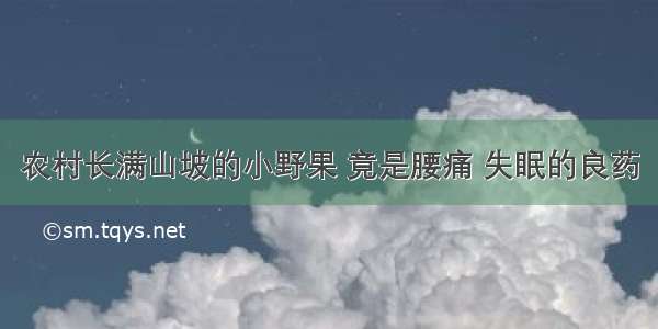 农村长满山坡的小野果 竟是腰痛 失眠的良药