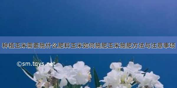 种植玉米需要施什么肥料玉米如何施肥玉米施肥方法与注意事项