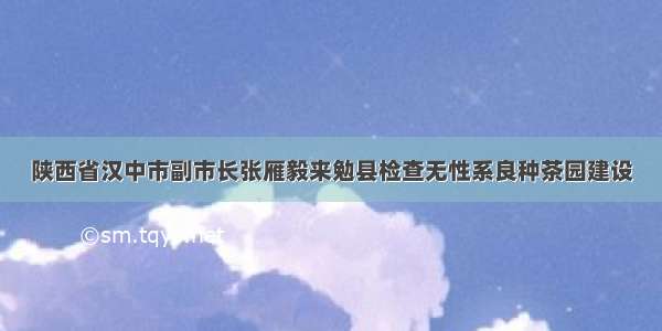 陕西省汉中市副市长张雁毅来勉县检查无性系良种茶园建设